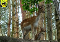 Diese Begegnung in einem Tierpark fand ohne Gitter statt.