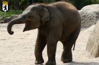 Junger Elefant