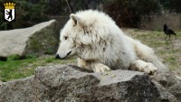 Ein trauriger Wolf. 'sch gännde ween!