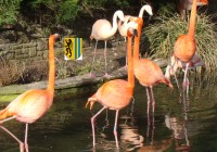 Rote Flamingos, die Farbe kommt von den Krebstierchen, die sie fressen. Deshalb bekommen sie in Zoos spezielles Futter mit natürlichem Farbstoff.