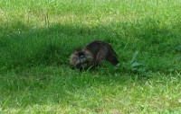 Nutria