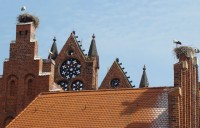 Störche I
