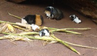Meerschweinchen I