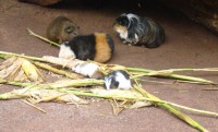 Meerschweinchen II